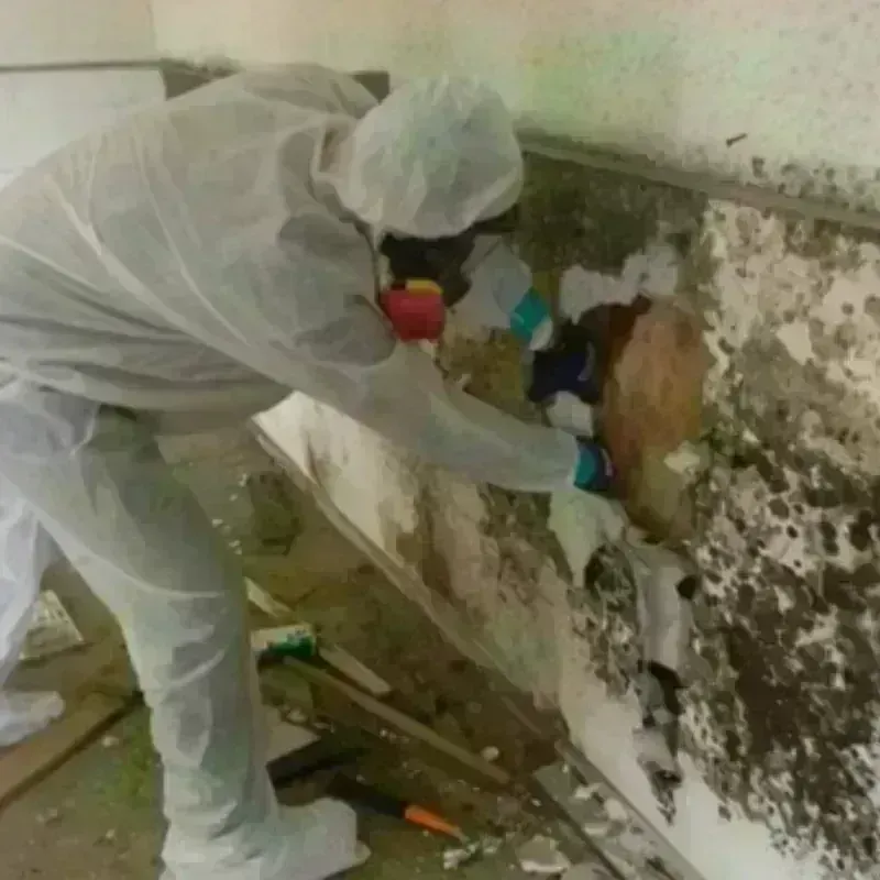 Mold Remediation and Removal in Logan County, KS